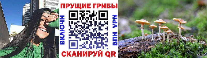 закладки  Новый Оскол  дарк нет наркотические препараты  Галлюциногенные грибы мицелий 